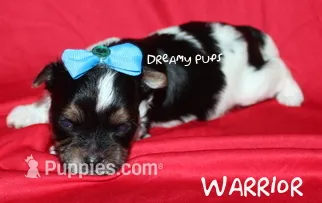 AKC Warrior – Biewer puppy for sale in Kennesaw, GA