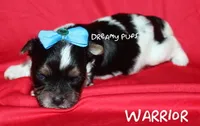 AKC Warrior, a male Biewer for sale in Kennesaw, GA – 1 of 2