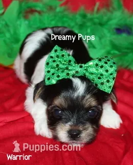 AKC Warrior – Biewer puppy for sale in Kennesaw, GA