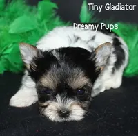 AKC Tiny Extreme Baby Doll Face Gladiator, a male Biewer for sale in Kennesaw, GA – 6 of 7