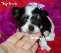 AKC Tiny Prada, a female Biewer for sale in Kennesaw, GA – 2 of 2