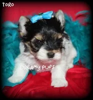 AKC Toro, a male Biewer for sale in Kennesaw, GA – 2 of 2