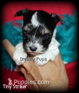 AKC Tiny Striker – Biewer puppy for sale in Kennesaw, GA