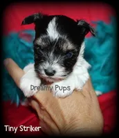 AKC Tiny Striker, a male Biewer for sale in Kennesaw, GA – 1 of 2