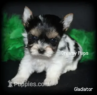 AKC Tiny Gladiator – Biewer puppy for sale in Kennesaw, GA