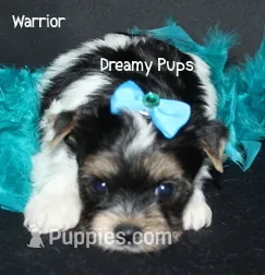 AKC Warrior – Biewer puppy for sale in Kennesaw, GA
