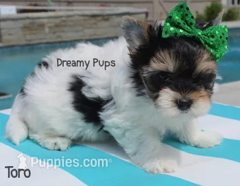 AKC Toro – Biewer puppy for sale in Kennesaw, GA