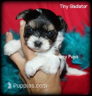 AKC Tiny Gladiator – Biewer puppy for sale in Kennesaw, GA
