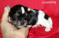 AKC Tiny Gladiator, a male Biewer for sale in Kennesaw, GA – 1 of 2