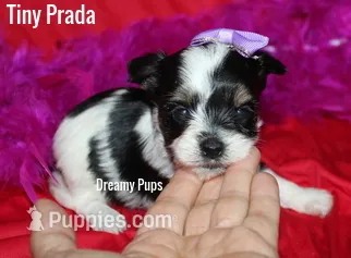 AKC Tiny Prada – Biewer puppy for sale in Kennesaw, GA