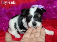 AKC Tiny Prada, a female Biewer for sale in Kennesaw, GA – 1 of 2