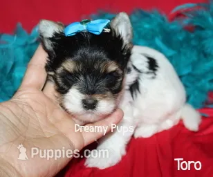 AKC Toro – Biewer puppy for sale in Kennesaw, GA