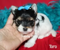 AKC Toro, a male Biewer for sale in Kennesaw, GA – 1 of 2