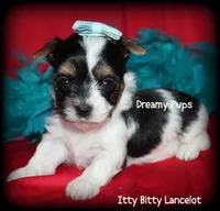 AKC Tiny Lancelot charting 3 lbs, a male Biewer for sale in Kennesaw, GA – 2 of 3