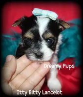 AKC Tiny Lancelot charting 3 lbs, a male Biewer for sale in Kennesaw, GA – 3 of 3