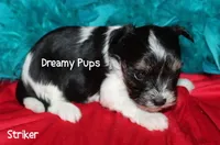 AKC Tiny Striker, a male Biewer for sale in Kennesaw, GA – 2 of 2