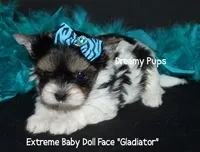 AKC Tiny Extreme Baby Doll Face Gladiator, a male Biewer for sale in Kennesaw, GA – 3 of 7