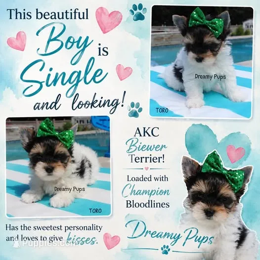 AKC Toro – Biewer puppy for sale in Kennesaw, GA