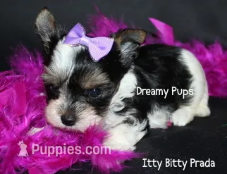 AKC Tiny Prada – Biewer puppy for sale in Kennesaw, GA