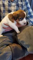 Daisy , a female Jack Russell Terrier and Cavalier King Charles Spaniel for sale in Lyons, NY – 3 of 3