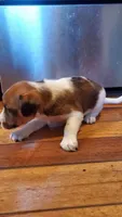 Rose , a female Jack Russell Terrier and Cavalier King Charles Spaniel for sale in Lyons, NY – 2 of 3