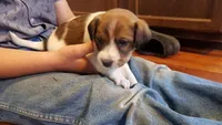 Rose , a female Jack Russell Terrier and Cavalier King Charles Spaniel for sale in Lyons, NY – 3 of 3