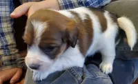 Daisy , a female Jack Russell Terrier and Cavalier King Charles Spaniel for sale in Lyons, NY – 2 of 3