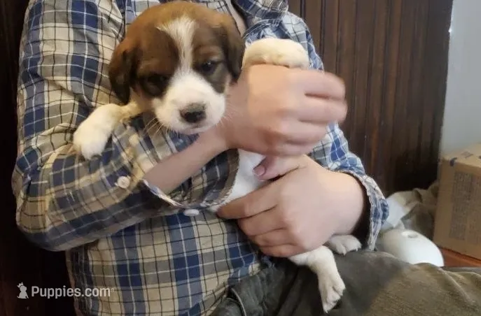 Daisy  – Jack Russell Terrier, Cavalier King Charles Spaniel puppy for sale in Lyons, NY