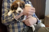 Daisy , a female Jack Russell Terrier and Cavalier King Charles Spaniel for sale in Lyons, NY – 1 of 3