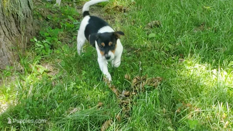 Blackie – Jack Russell Terrier, Cavalier King Charles Spaniel puppy for sale in Lyons, NY