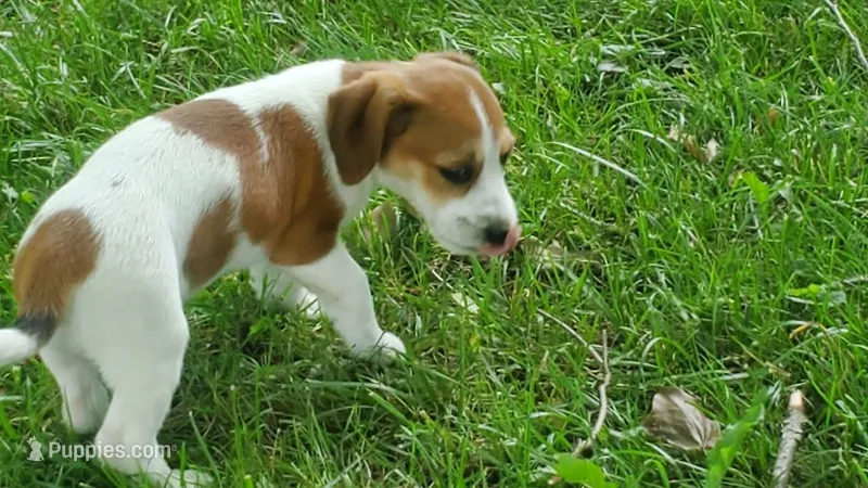 Spots – Jack Russell Terrier, Cavalier King Charles Spaniel puppy for sale in Lyons, NY