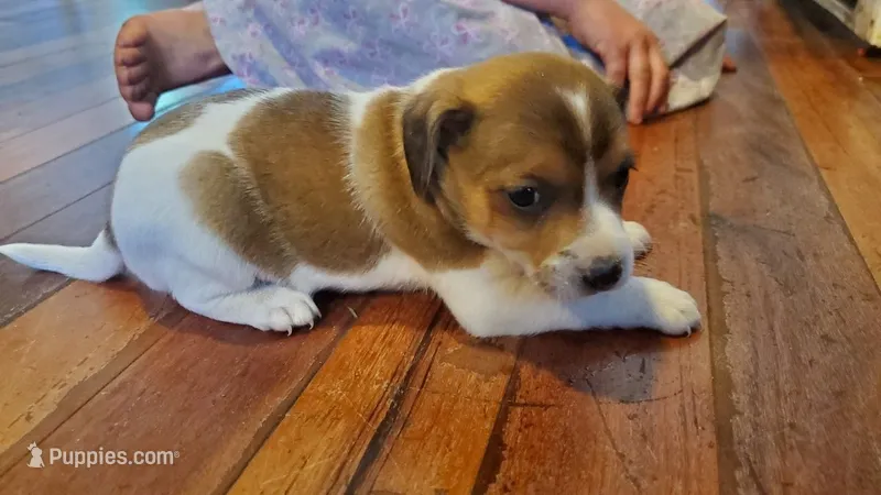Rex – Jack Russell Terrier, Cavalier King Charles Spaniel puppy for sale in Lyons, NY