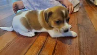 Rex, a male Jack Russell Terrier and Cavalier King Charles Spaniel for sale in Lyons, NY – 1 of 3