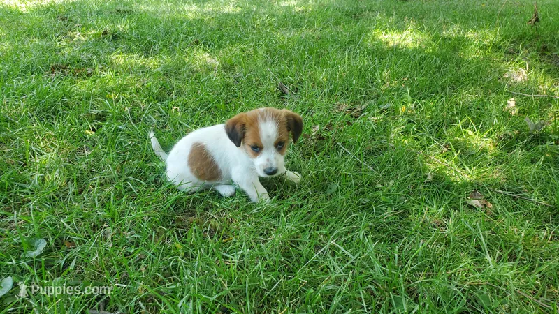 Snickers  – Jack Russell Terrier, Cavalier King Charles Spaniel puppy for sale in Lyons, NY
