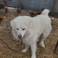 Sparky, a male Great Pyrenees for sale in Lyons, NY – 2 of 2