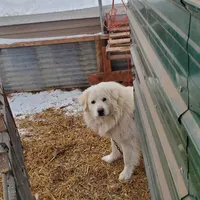Sparky, a male Great Pyrenees for sale in Lyons, NY – 1 of 2