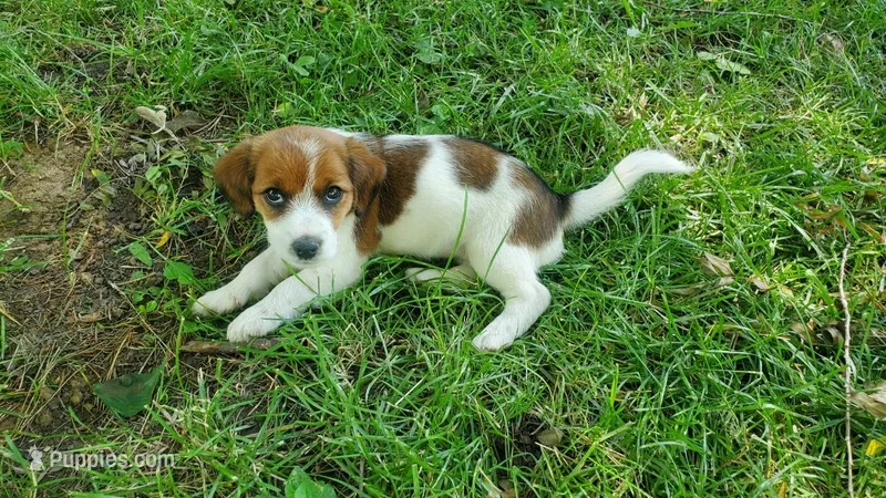 Daisy  – Jack Russell Terrier, Cavalier King Charles Spaniel puppy for sale in Lyons, NY