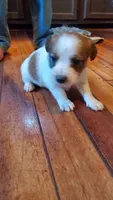 Snickers , a male Jack Russell Terrier and Cavalier King Charles Spaniel for sale in Lyons, NY – 3 of 3