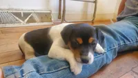 Blackie, a female Jack Russell Terrier and Cavalier King Charles Spaniel for sale in Lyons, NY – 3 of 3