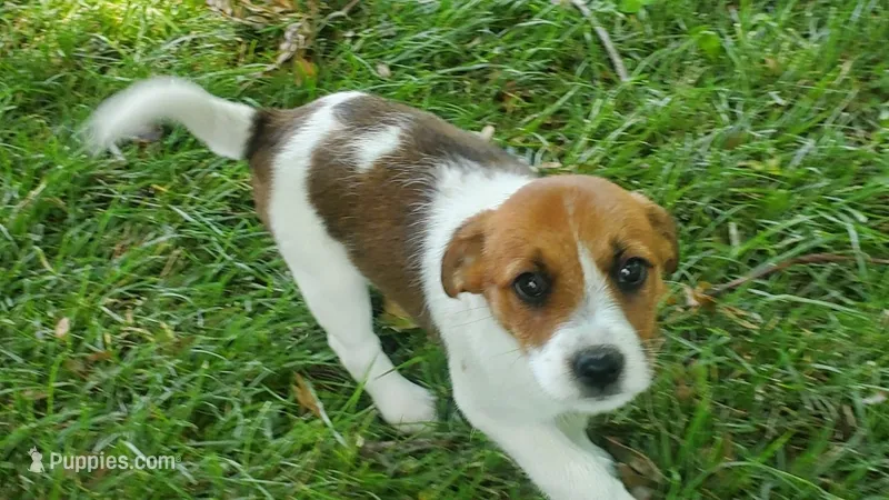 Rose  – Jack Russell Terrier, Cavalier King Charles Spaniel puppy for sale in Lyons, NY