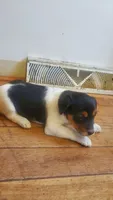 Blackie, a female Jack Russell Terrier and Cavalier King Charles Spaniel for sale in Lyons, NY – 1 of 3