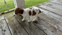 Spots, a female Jack Russell Terrier and Cavalier King Charles Spaniel for sale in Lyons, NY – 2 of 3