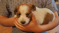 Snickers , a male Jack Russell Terrier and Cavalier King Charles Spaniel for sale in Lyons, NY – 2 of 3