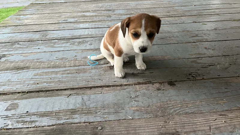 Spots – Jack Russell Terrier, Cavalier King Charles Spaniel puppy for sale in Lyons, NY