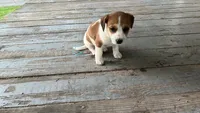Spots, a female Jack Russell Terrier and Cavalier King Charles Spaniel for sale in Lyons, NY – 1 of 3