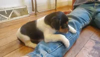 Blackie, a female Jack Russell Terrier and Cavalier King Charles Spaniel for sale in Lyons, NY – 2 of 3