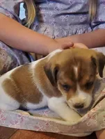 Rex, a male Jack Russell Terrier and Cavalier King Charles Spaniel for sale in Lyons, NY – 3 of 3