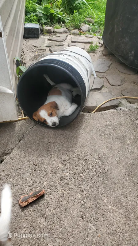 Snickers  – Jack Russell Terrier, Cavalier King Charles Spaniel puppy for sale in Lyons, NY