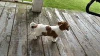 Spots, a female Jack Russell Terrier and Cavalier King Charles Spaniel for sale in Lyons, NY – 3 of 3