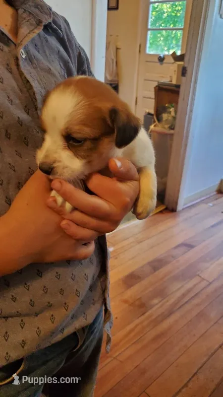 Snickers  – Jack Russell Terrier, Cavalier King Charles Spaniel puppy for sale in Lyons, NY